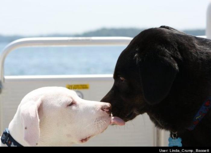 ¿Qué hacen un tigre o un león si les dejas una caja de cartón? El mejor vídeo de bichinos de la semana (VÍDEO)