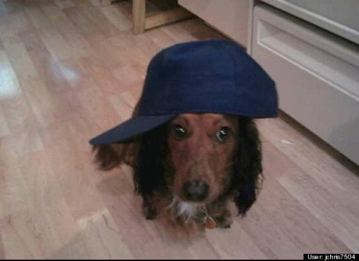 ¿Qué hacen un tigre o un león si les dejas una caja de cartón? El mejor vídeo de bichinos de la semana (VÍDEO)