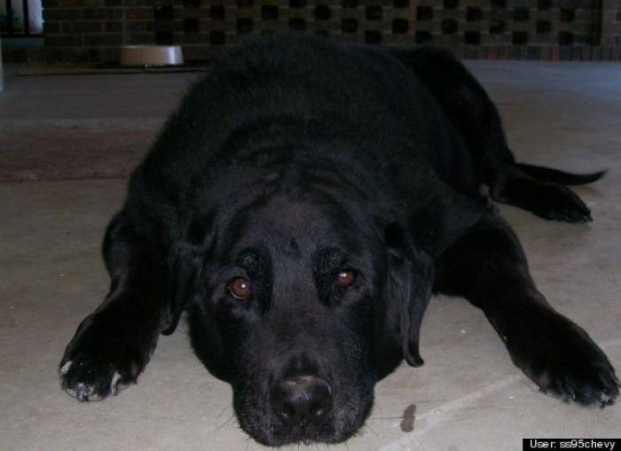 ¿Qué hacen un tigre o un león si les dejas una caja de cartón? El mejor vídeo de bichinos de la semana (VÍDEO)