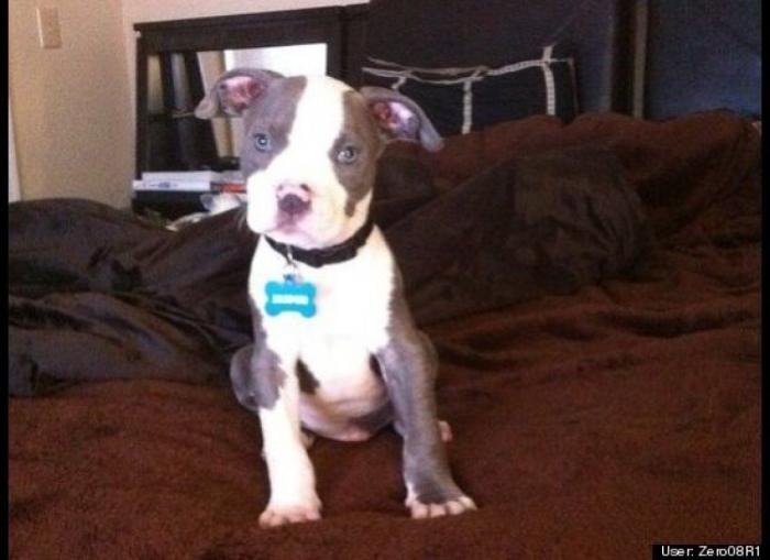 ¿Qué hacen un tigre o un león si les dejas una caja de cartón? El mejor vídeo de bichinos de la semana (VÍDEO)