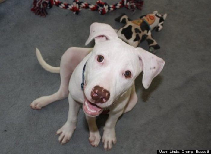 ¿Qué hacen un tigre o un león si les dejas una caja de cartón? El mejor vídeo de bichinos de la semana (VÍDEO)