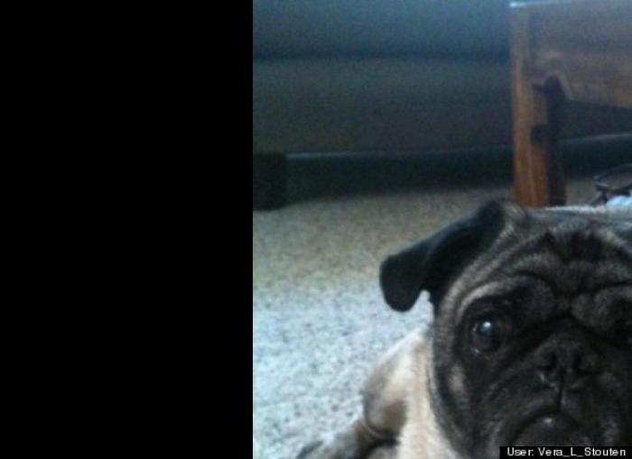 ¿Qué hacen un tigre o un león si les dejas una caja de cartón? El mejor vídeo de bichinos de la semana (VÍDEO)