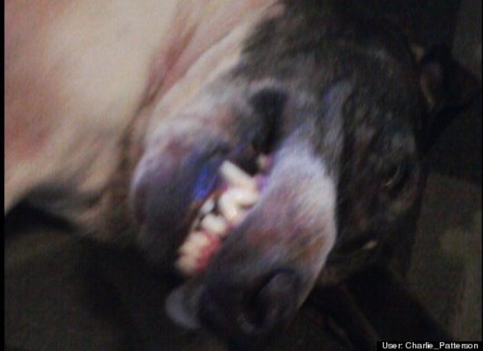 ¿Qué hacen un tigre o un león si les dejas una caja de cartón? El mejor vídeo de bichinos de la semana (VÍDEO)