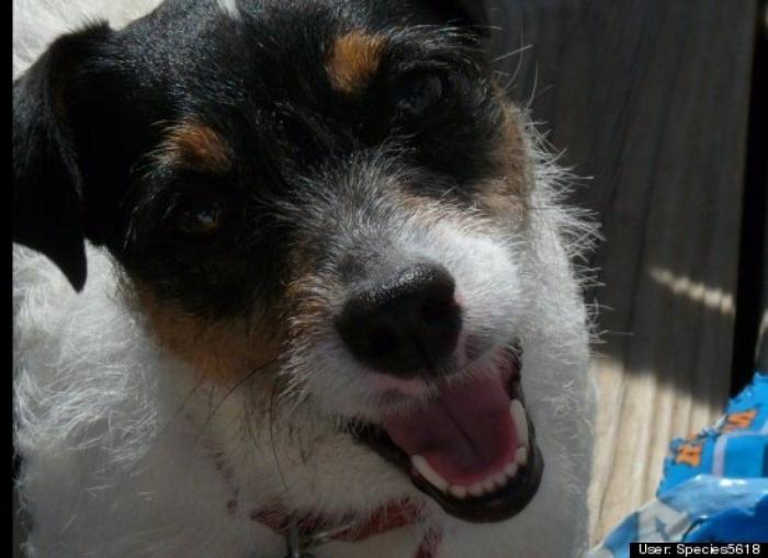 ¿Qué hacen un tigre o un león si les dejas una caja de cartón? El mejor vídeo de bichinos de la semana (VÍDEO)