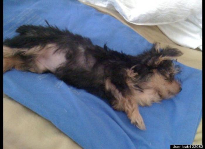 ¿Qué hacen un tigre o un león si les dejas una caja de cartón? El mejor vídeo de bichinos de la semana (VÍDEO)