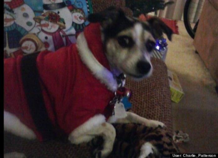 ¿Qué hacen un tigre o un león si les dejas una caja de cartón? El mejor vídeo de bichinos de la semana (VÍDEO)