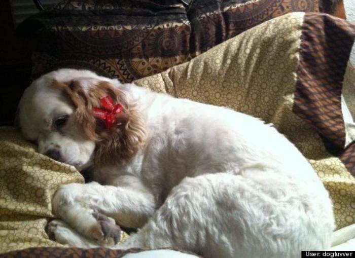 ¿Qué hacen un tigre o un león si les dejas una caja de cartón? El mejor vídeo de bichinos de la semana (VÍDEO)