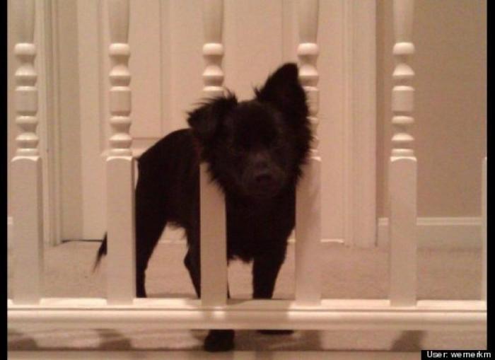 ¿Qué hacen un tigre o un león si les dejas una caja de cartón? El mejor vídeo de bichinos de la semana (VÍDEO)