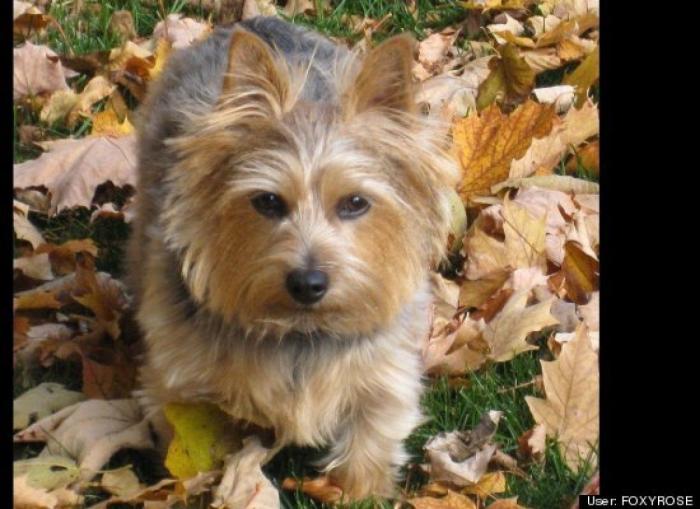 ¿Qué hacen un tigre o un león si les dejas una caja de cartón? El mejor vídeo de bichinos de la semana (VÍDEO)