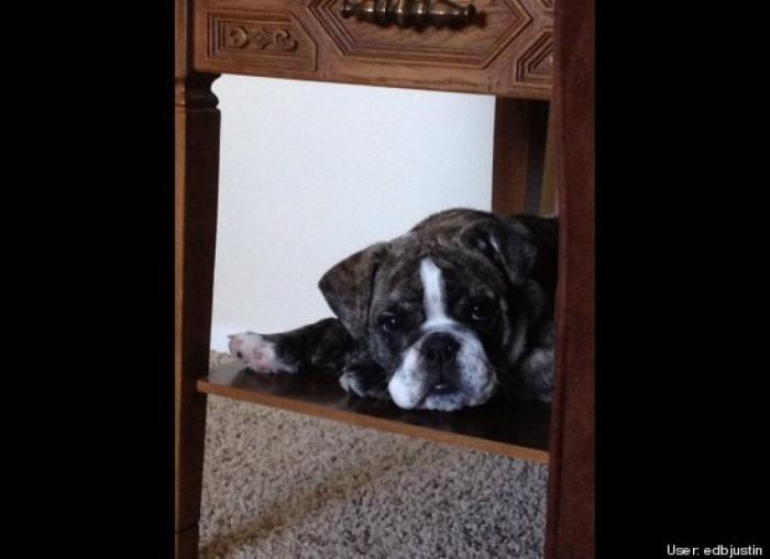 ¿Qué hacen un tigre o un león si les dejas una caja de cartón? El mejor vídeo de bichinos de la semana (VÍDEO)