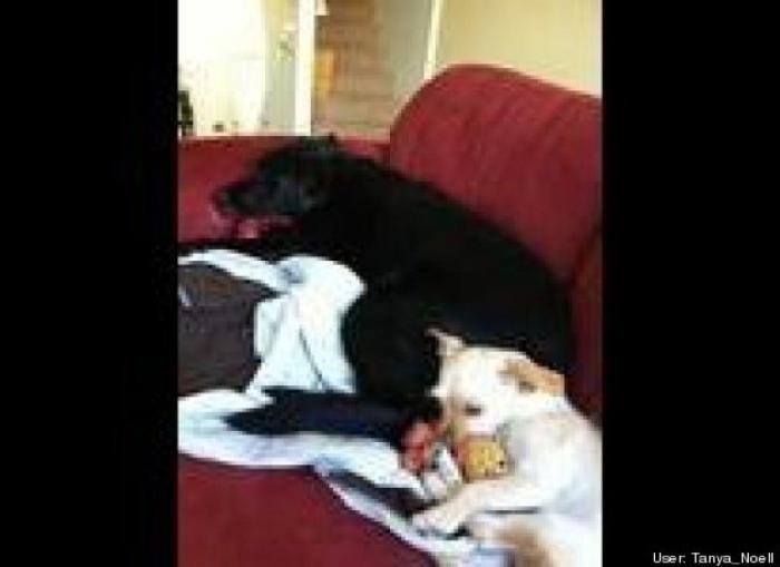 ¿Qué hacen un tigre o un león si les dejas una caja de cartón? El mejor vídeo de bichinos de la semana (VÍDEO)