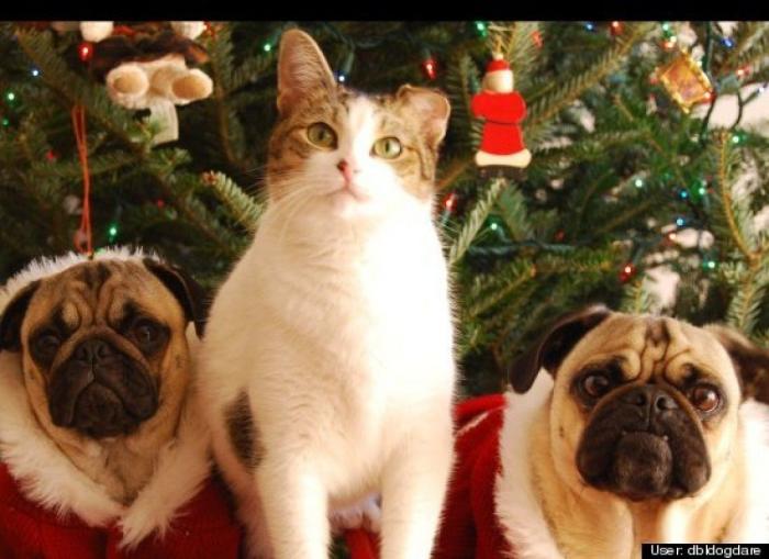 ¿Qué hacen un tigre o un león si les dejas una caja de cartón? El mejor vídeo de bichinos de la semana (VÍDEO)