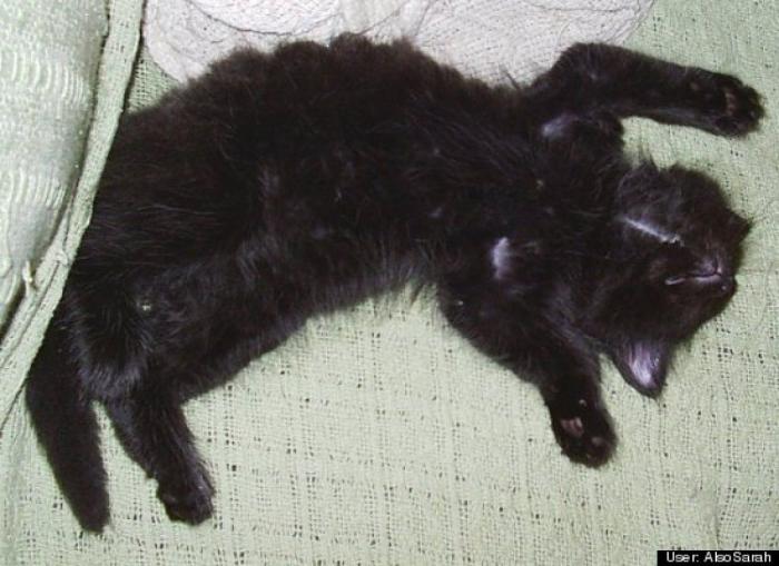 ¿Qué hacen un tigre o un león si les dejas una caja de cartón? El mejor vídeo de bichinos de la semana (VÍDEO)