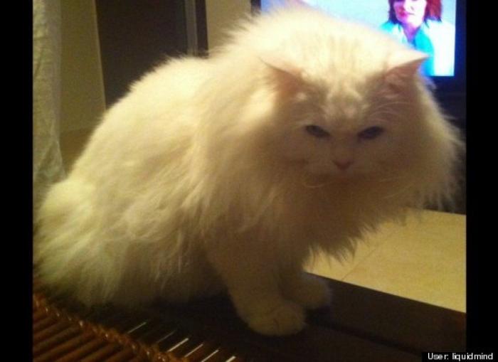 ¿Qué hacen un tigre o un león si les dejas una caja de cartón? El mejor vídeo de bichinos de la semana (VÍDEO)