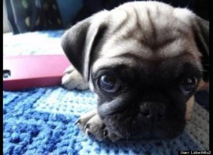 ¿Qué hacen un tigre o un león si les dejas una caja de cartón? El mejor vídeo de bichinos de la semana (VÍDEO)