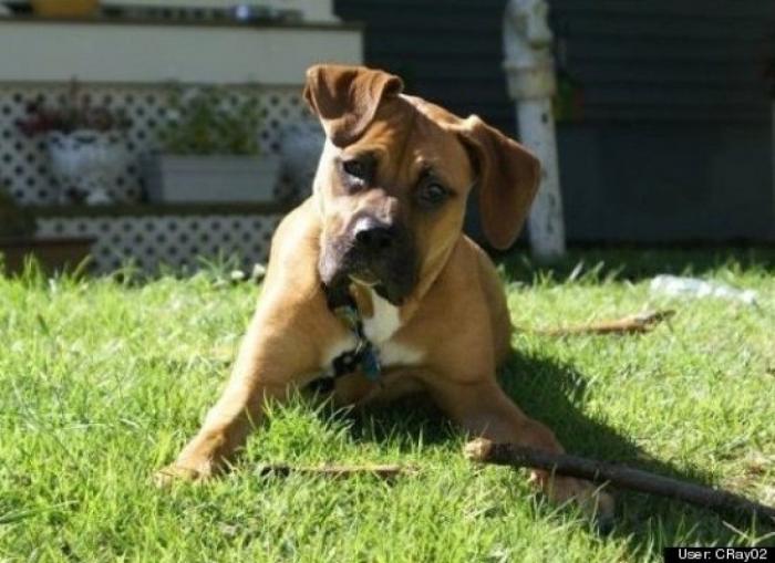 ¿Qué hacen un tigre o un león si les dejas una caja de cartón? El mejor vídeo de bichinos de la semana (VÍDEO)