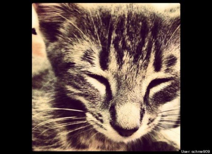 ¿Qué hacen un tigre o un león si les dejas una caja de cartón? El mejor vídeo de bichinos de la semana (VÍDEO)