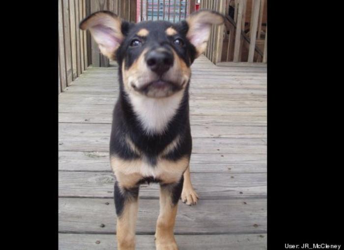 ¿Qué hacen un tigre o un león si les dejas una caja de cartón? El mejor vídeo de bichinos de la semana (VÍDEO)