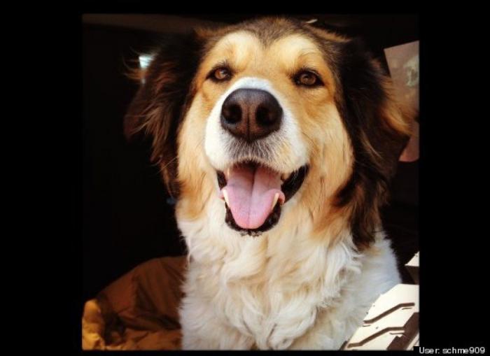 ¿Qué hacen un tigre o un león si les dejas una caja de cartón? El mejor vídeo de bichinos de la semana (VÍDEO)