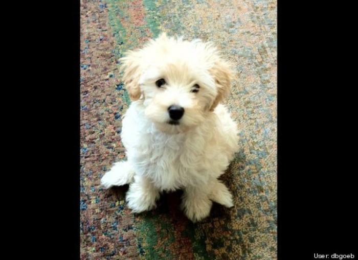 ¿Qué hacen un tigre o un león si les dejas una caja de cartón? El mejor vídeo de bichinos de la semana (VÍDEO)