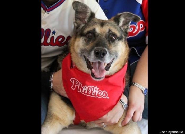 ¿Qué hacen un tigre o un león si les dejas una caja de cartón? El mejor vídeo de bichinos de la semana (VÍDEO)