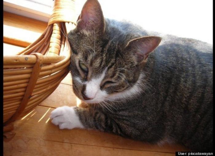 ¿Qué hacen un tigre o un león si les dejas una caja de cartón? El mejor vídeo de bichinos de la semana (VÍDEO)