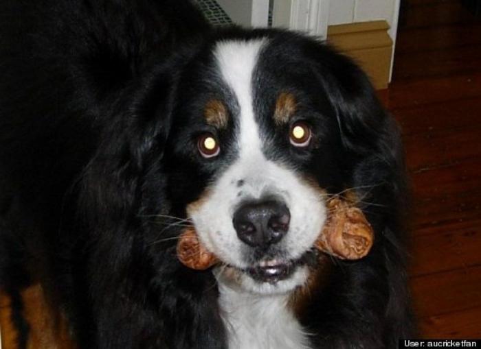 ¿Qué hacen un tigre o un león si les dejas una caja de cartón? El mejor vídeo de bichinos de la semana (VÍDEO)