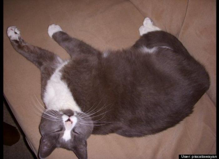 ¿Qué hacen un tigre o un león si les dejas una caja de cartón? El mejor vídeo de bichinos de la semana (VÍDEO)