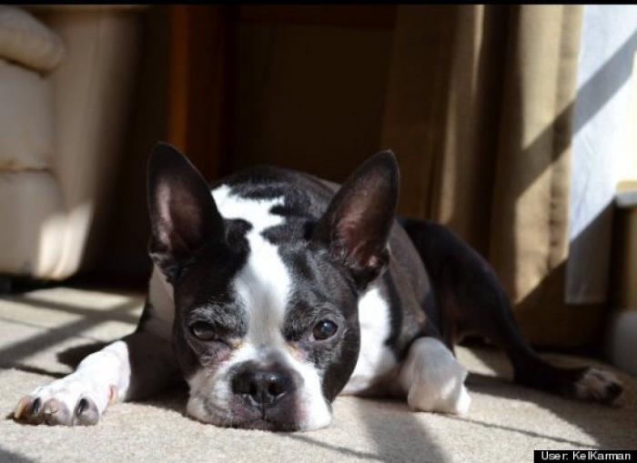¿Qué hacen un tigre o un león si les dejas una caja de cartón? El mejor vídeo de bichinos de la semana (VÍDEO)