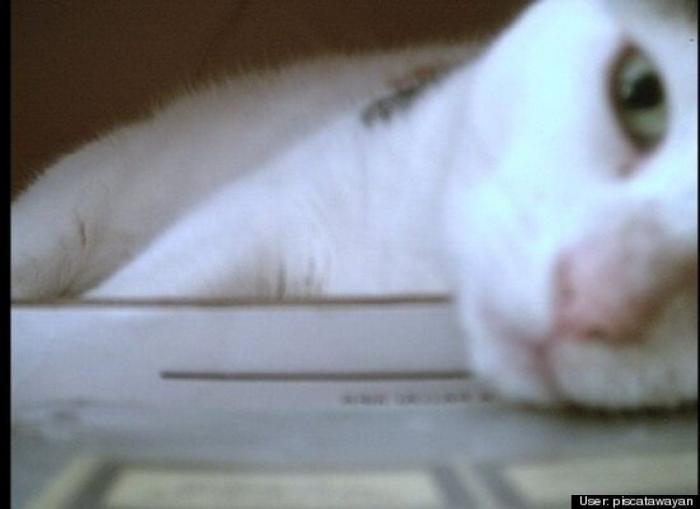 ¿Qué hacen un tigre o un león si les dejas una caja de cartón? El mejor vídeo de bichinos de la semana (VÍDEO)