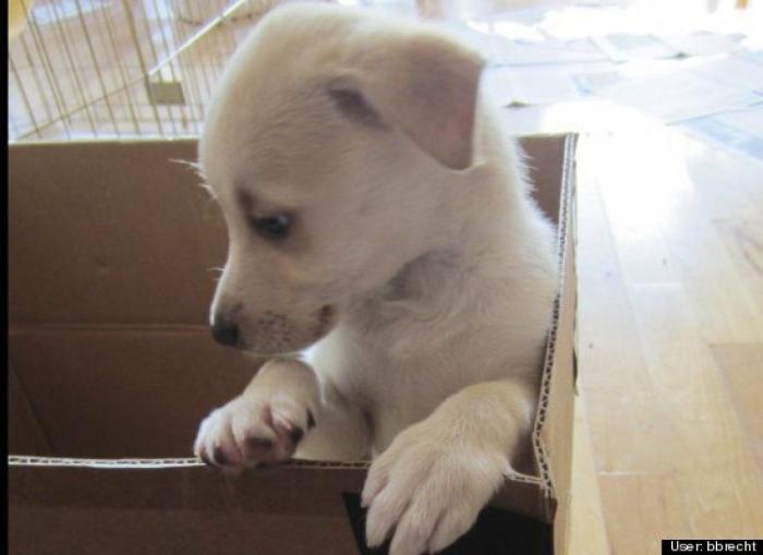 ¿Qué hacen un tigre o un león si les dejas una caja de cartón? El mejor vídeo de bichinos de la semana (VÍDEO)