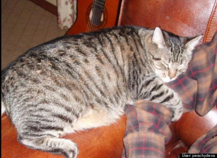 ¿Qué hacen un tigre o un león si les dejas una caja de cartón? El mejor vídeo de bichinos de la semana (VÍDEO)