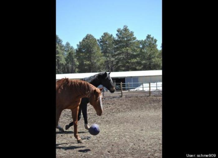 ¿Qué hacen un tigre o un león si les dejas una caja de cartón? El mejor vídeo de bichinos de la semana (VÍDEO)