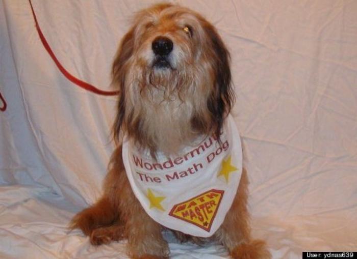 ¿Qué hacen un tigre o un león si les dejas una caja de cartón? El mejor vídeo de bichinos de la semana (VÍDEO)