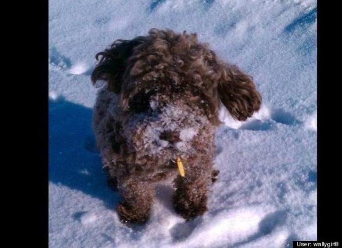 ¿Qué hacen un tigre o un león si les dejas una caja de cartón? El mejor vídeo de bichinos de la semana (VÍDEO)
