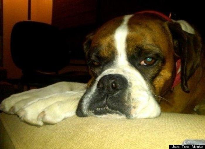 ¿Qué hacen un tigre o un león si les dejas una caja de cartón? El mejor vídeo de bichinos de la semana (VÍDEO)