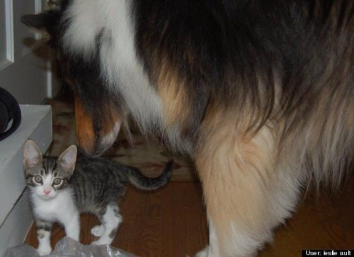 ¿Qué hacen un tigre o un león si les dejas una caja de cartón? El mejor vídeo de bichinos de la semana (VÍDEO)