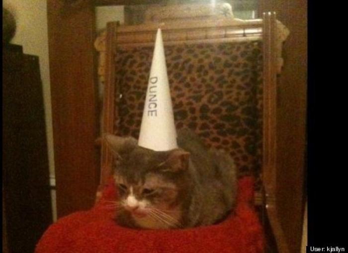 ¿Qué hacen un tigre o un león si les dejas una caja de cartón? El mejor vídeo de bichinos de la semana (VÍDEO)