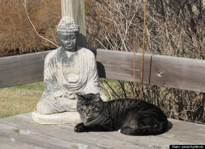 ¿Qué hacen un tigre o un león si les dejas una caja de cartón? El mejor vídeo de bichinos de la semana (VÍDEO)