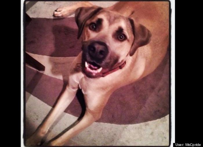 ¿Qué hacen un tigre o un león si les dejas una caja de cartón? El mejor vídeo de bichinos de la semana (VÍDEO)