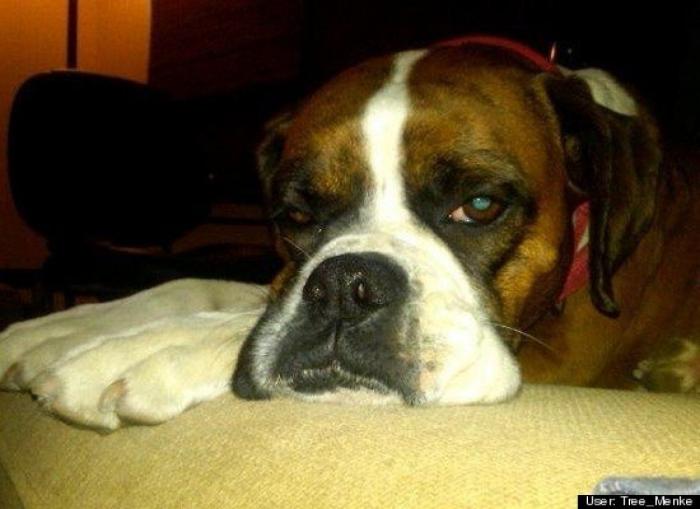 ¿Qué hacen un tigre o un león si les dejas una caja de cartón? El mejor vídeo de bichinos de la semana (VÍDEO)