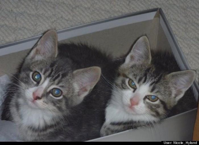 ¿Qué hacen un tigre o un león si les dejas una caja de cartón? El mejor vídeo de bichinos de la semana (VÍDEO)