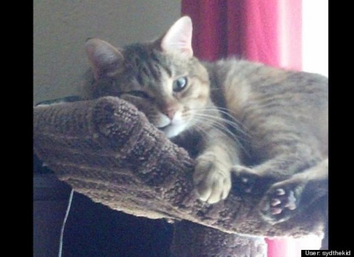 ¿Qué hacen un tigre o un león si les dejas una caja de cartón? El mejor vídeo de bichinos de la semana (VÍDEO)