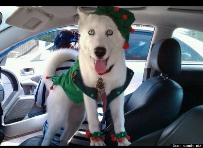 ¿Qué hacen un tigre o un león si les dejas una caja de cartón? El mejor vídeo de bichinos de la semana (VÍDEO)