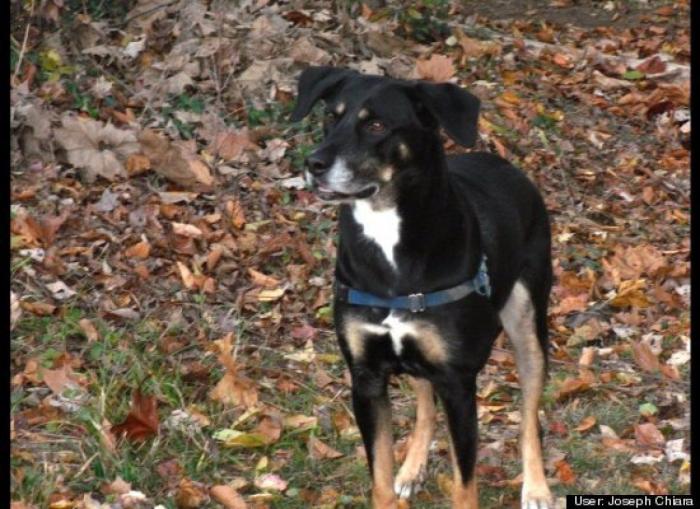 ¿Qué hacen un tigre o un león si les dejas una caja de cartón? El mejor vídeo de bichinos de la semana (VÍDEO)