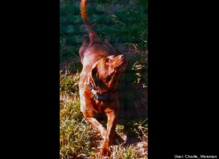 ¿Qué hacen un tigre o un león si les dejas una caja de cartón? El mejor vídeo de bichinos de la semana (VÍDEO)
