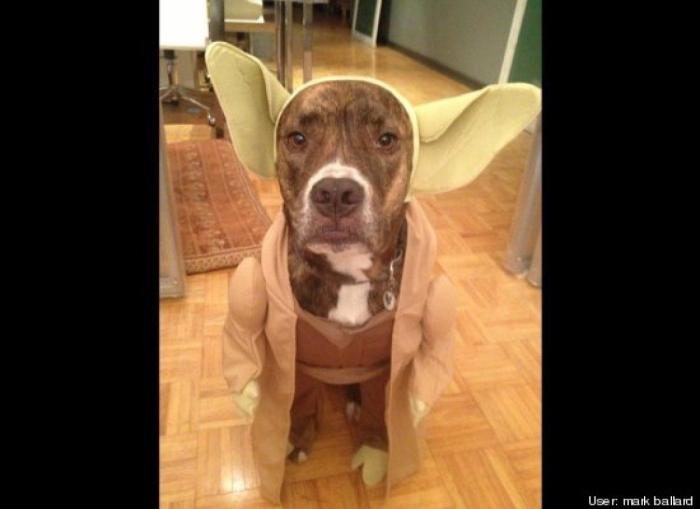 ¿Qué hacen un tigre o un león si les dejas una caja de cartón? El mejor vídeo de bichinos de la semana (VÍDEO)