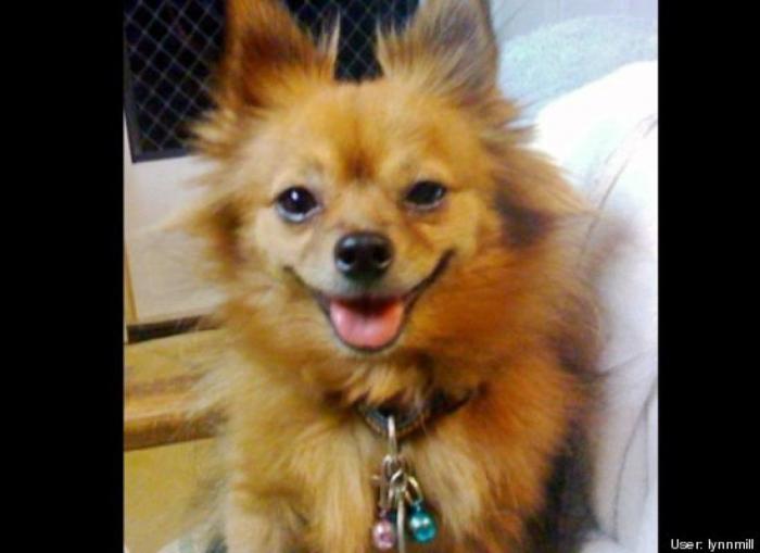 ¿Qué hacen un tigre o un león si les dejas una caja de cartón? El mejor vídeo de bichinos de la semana (VÍDEO)