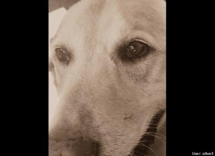 ¿Qué hacen un tigre o un león si les dejas una caja de cartón? El mejor vídeo de bichinos de la semana (VÍDEO)