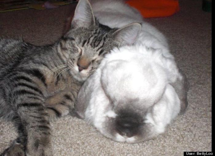 ¿Qué hacen un tigre o un león si les dejas una caja de cartón? El mejor vídeo de bichinos de la semana (VÍDEO)